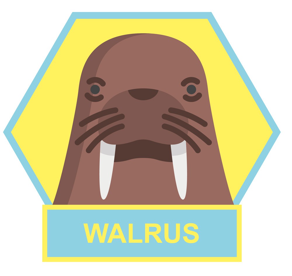 Walrus